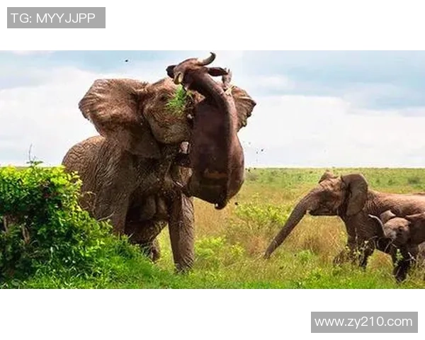 足球明星与他的猴子伙伴共同演绎的奇趣生活与训练故事 足球明星与他的猴子伙伴共同演绎的奇趣生活与训练故事